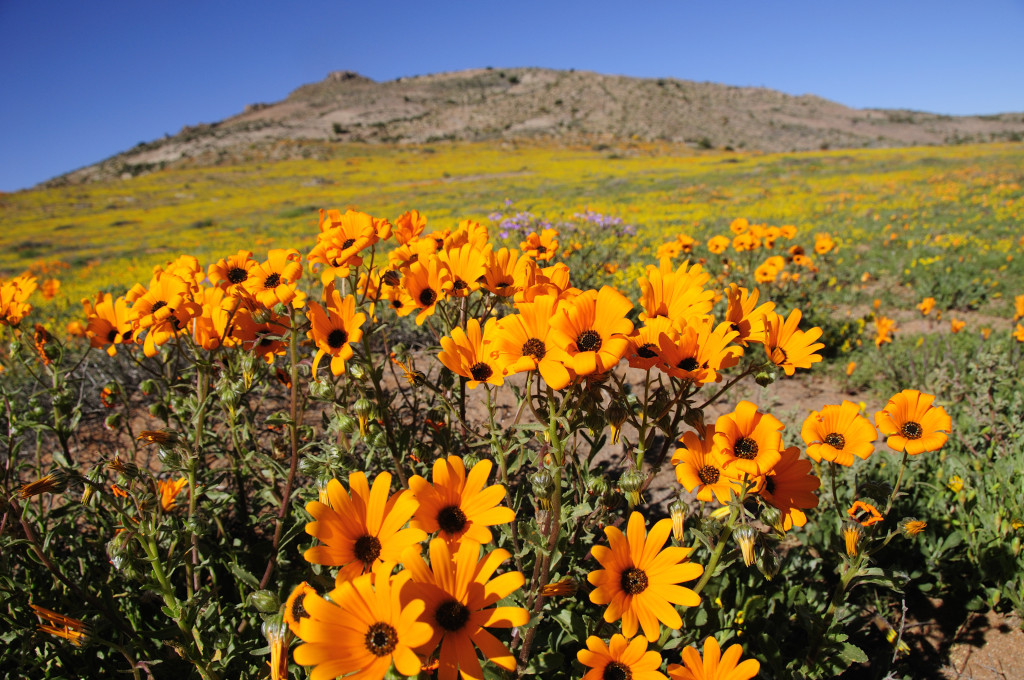 Wild flowers