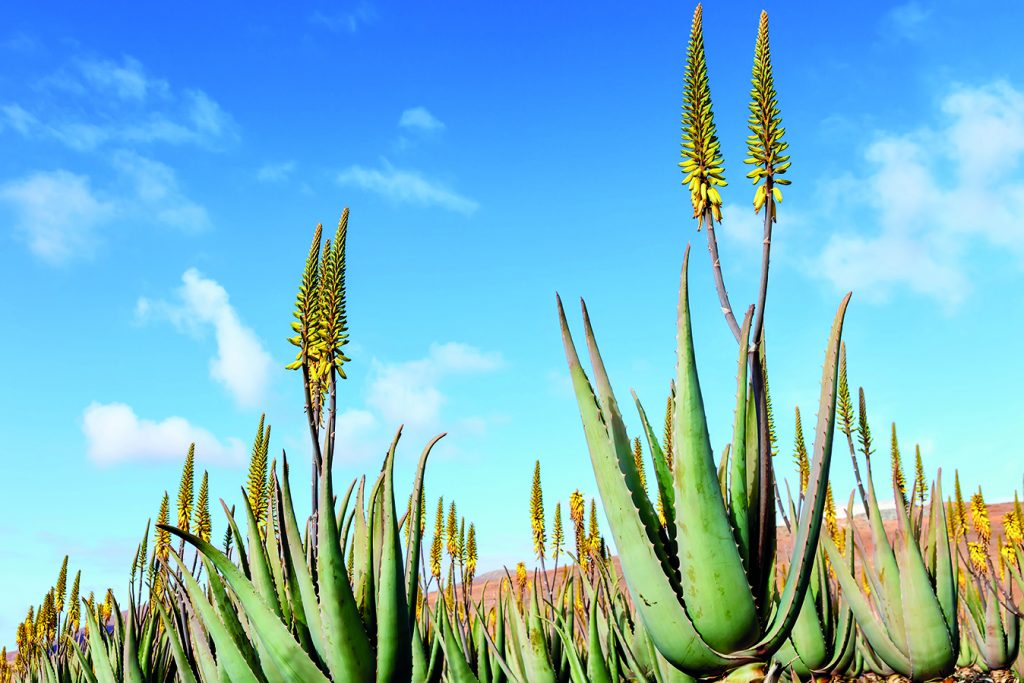 aloe vera