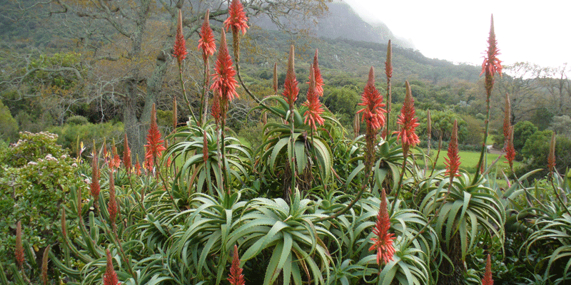 SANRAL saves rare flora - SANRAL Stop Over